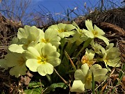 04 Festa di fiori sui sentieri al Monte Zucco - Primula vulgaris (Primula)